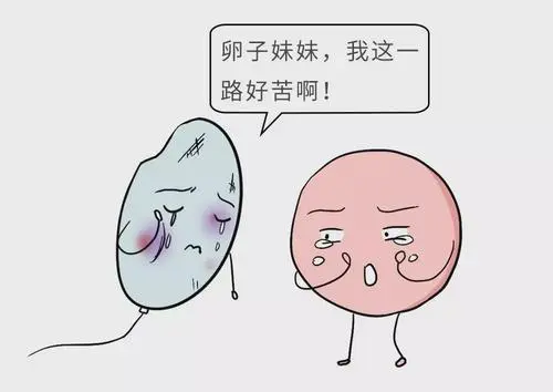 試管嬰兒過(guò)程的感受你是否都清楚了呢？